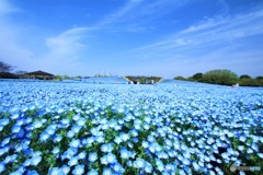一面のネモフィラ