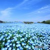 一面のネモフィラ