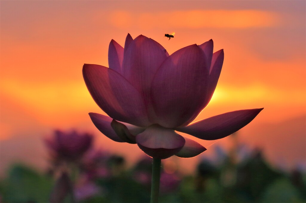 蓮花