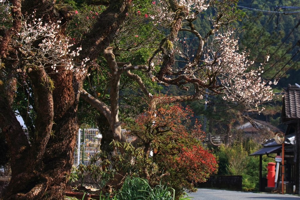 早春の里山