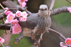 紅梅とシロハラ