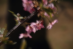 河津桜