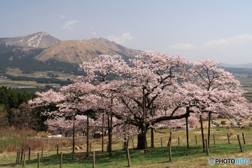 観音桜
