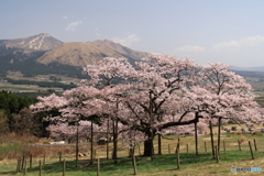 観音桜