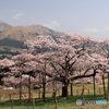 観音桜