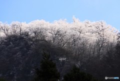 雪花の木