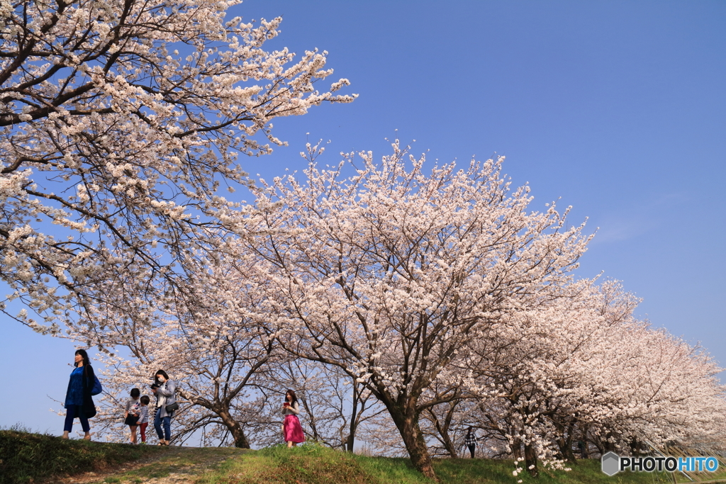 桜咲く