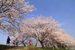 桜咲く