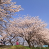 桜咲く