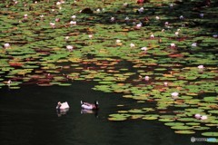 池の花園
