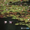 池の花園