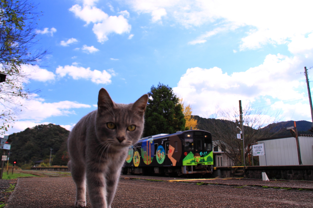 猫のいるローカル駅