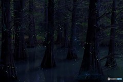 九大の森。蛍
