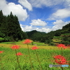 棚田の彼岸花