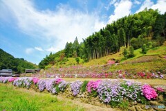 棚田の芝桜