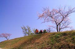 峠の桜