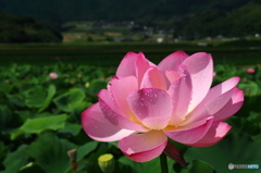 雨上がりの蓮花