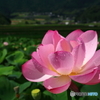 雨上がりの蓮花