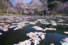 花筏