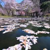 花筏