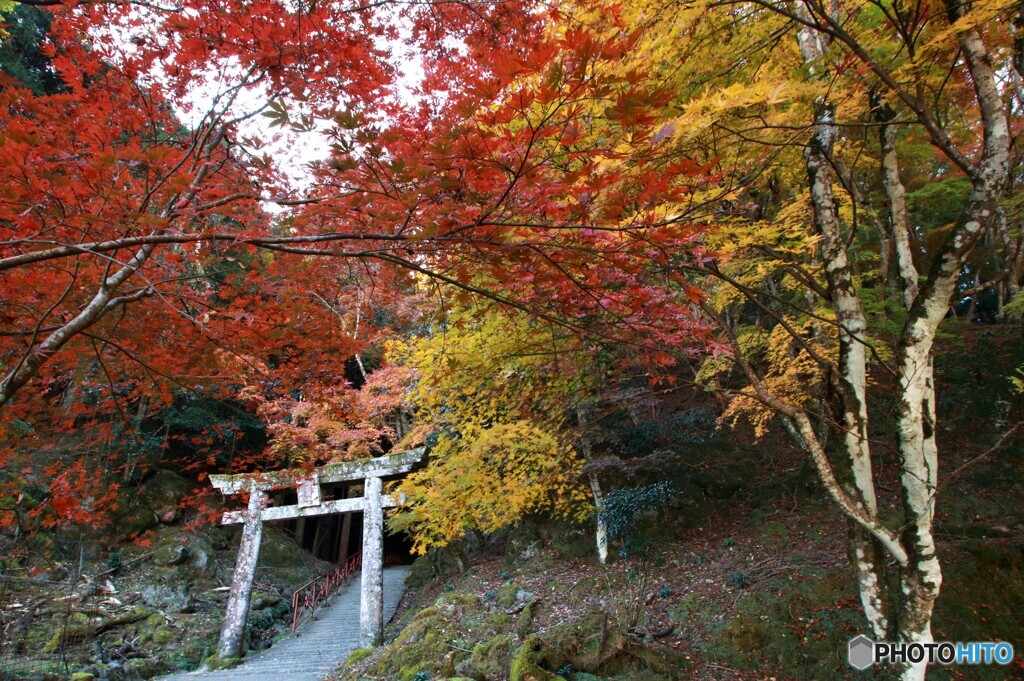御霊神社の紅葉