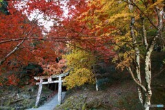 御霊神社の紅葉