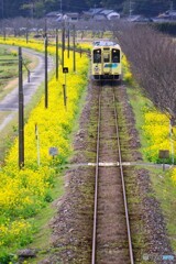 菜の花列車