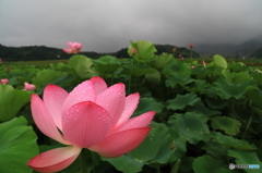 梅雨空に咲く