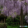 観音堂のフジ