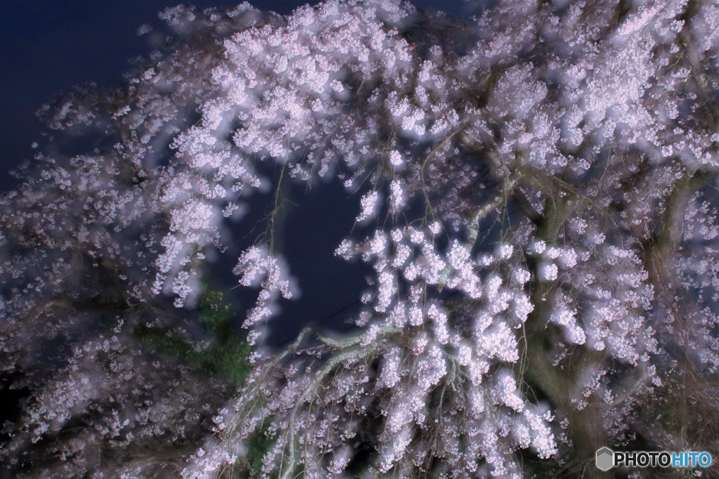 しだれ桜