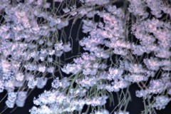 糸しだれ桜