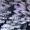 糸しだれ桜