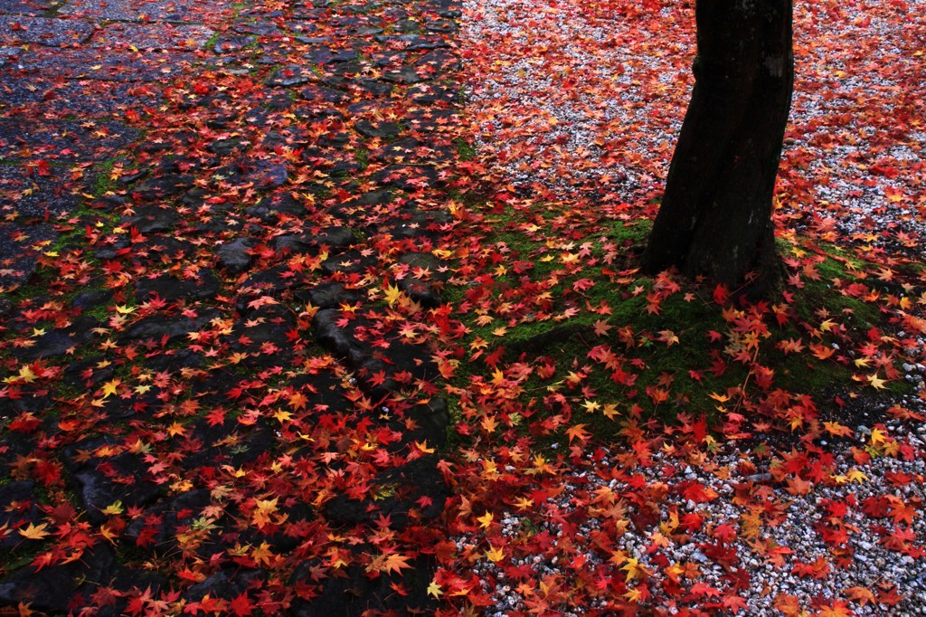 落紅葉の美