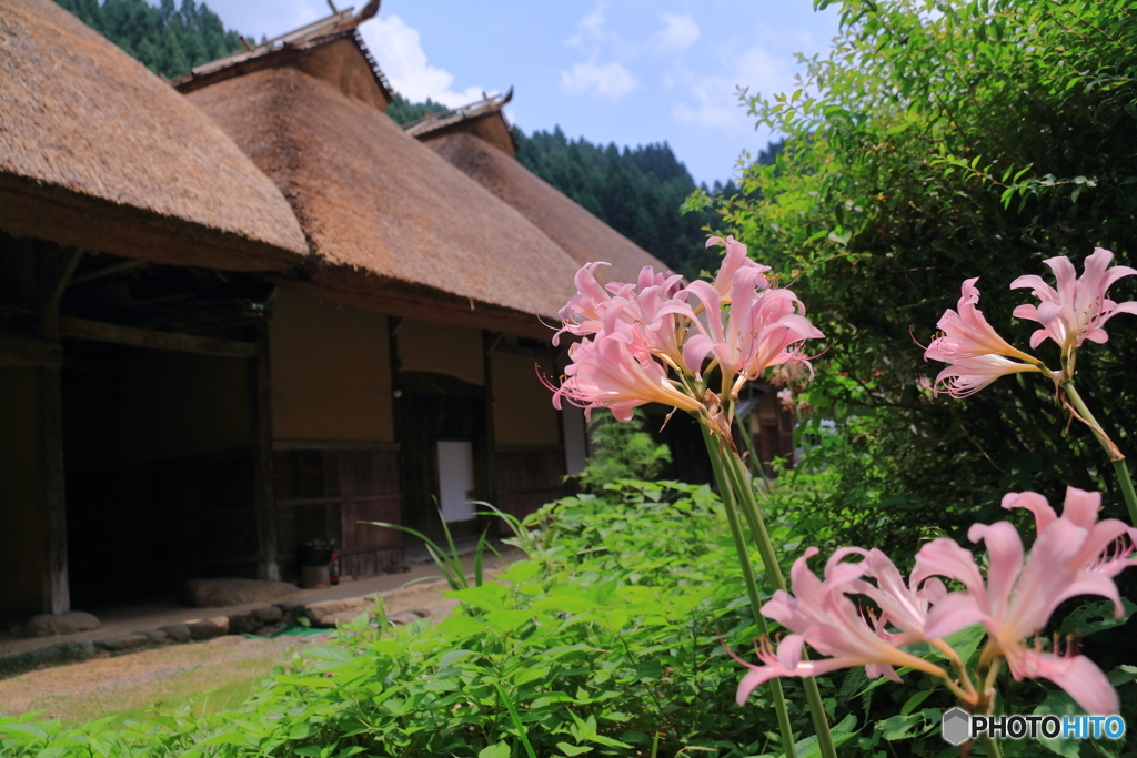 里山の夏風景（２）