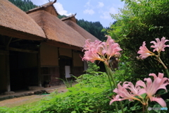里山の夏風景（２）