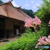 里山の夏風景（２）