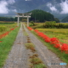 彼岸花の道