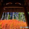 ドウダンツツジ