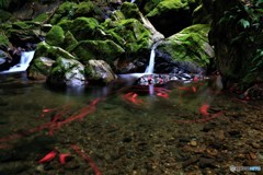 苔の清流