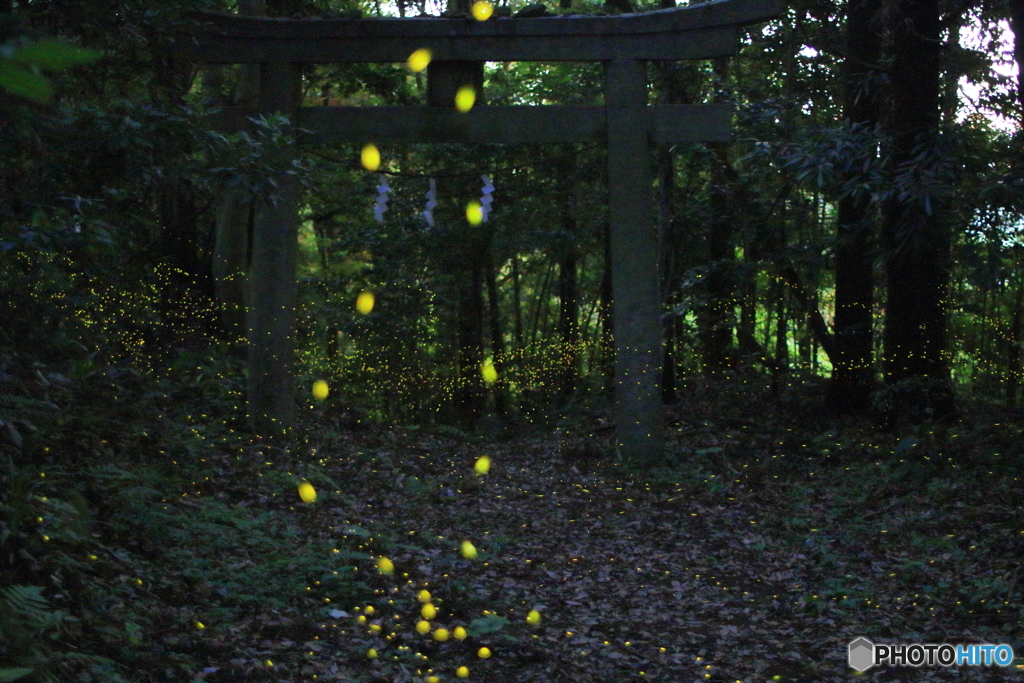 八剱神社。姫蛍