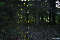 八剱神社。姫蛍