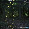 八剱神社。姫蛍
