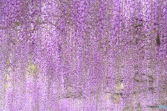 フジの花。2