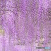 フジの花。2
