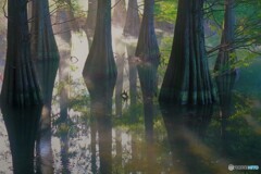 神秘の森