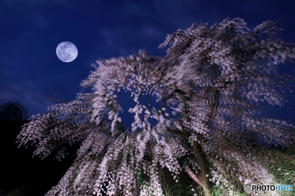幻想。しだれ桜
