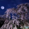 幻想。しだれ桜
