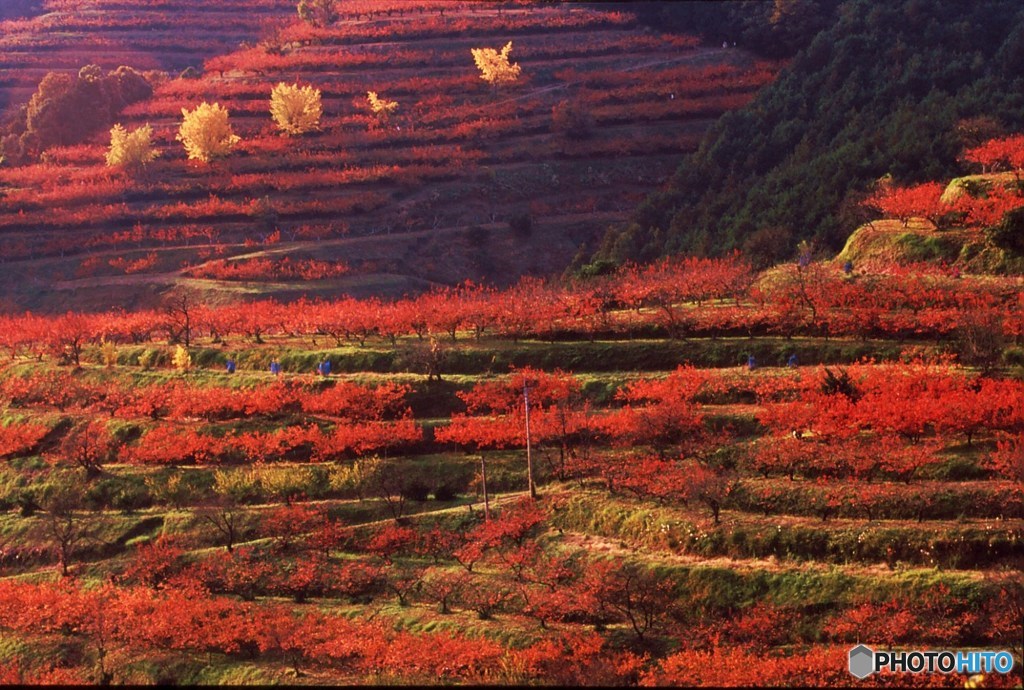 柿山の紅葉