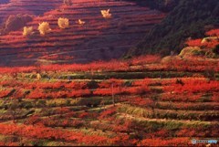 柿山の紅葉