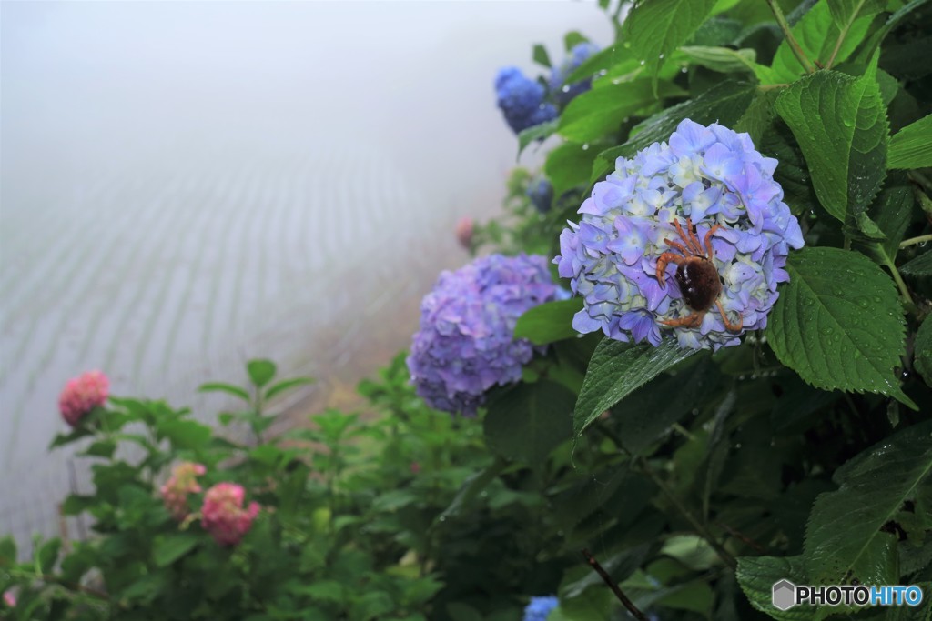 梅雨に咲く